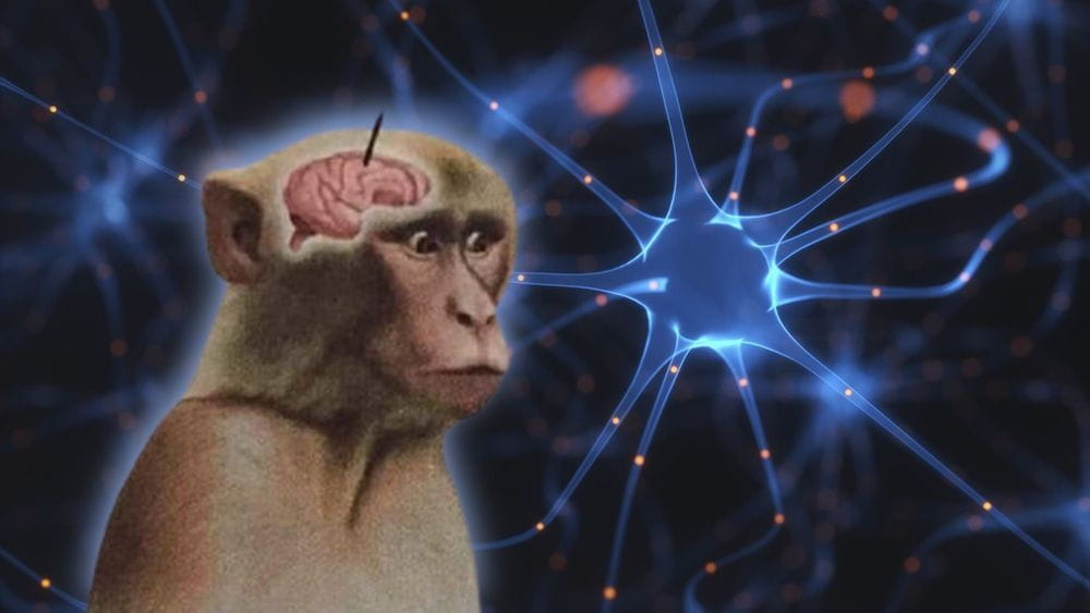 Neuralink Tanam Chip ke Otak Monyet, Bisa Main Game dengan Pikirannya